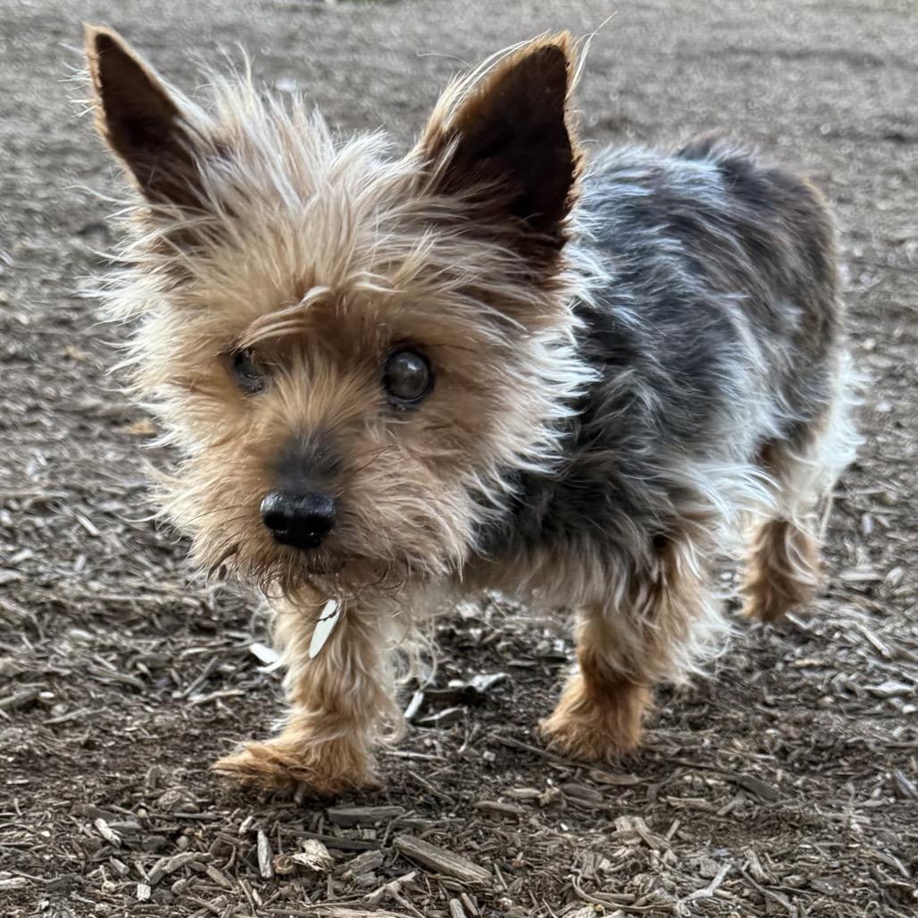 Enlarge Flynn Cinnamon (Dallas), a Adoptable Yorkshire Terrier in Houston, TX image 6/6