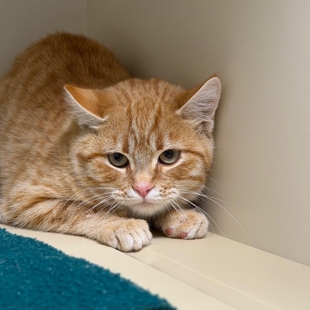 Potato, Adoptable, Kitten Male Domestic Short Hair.