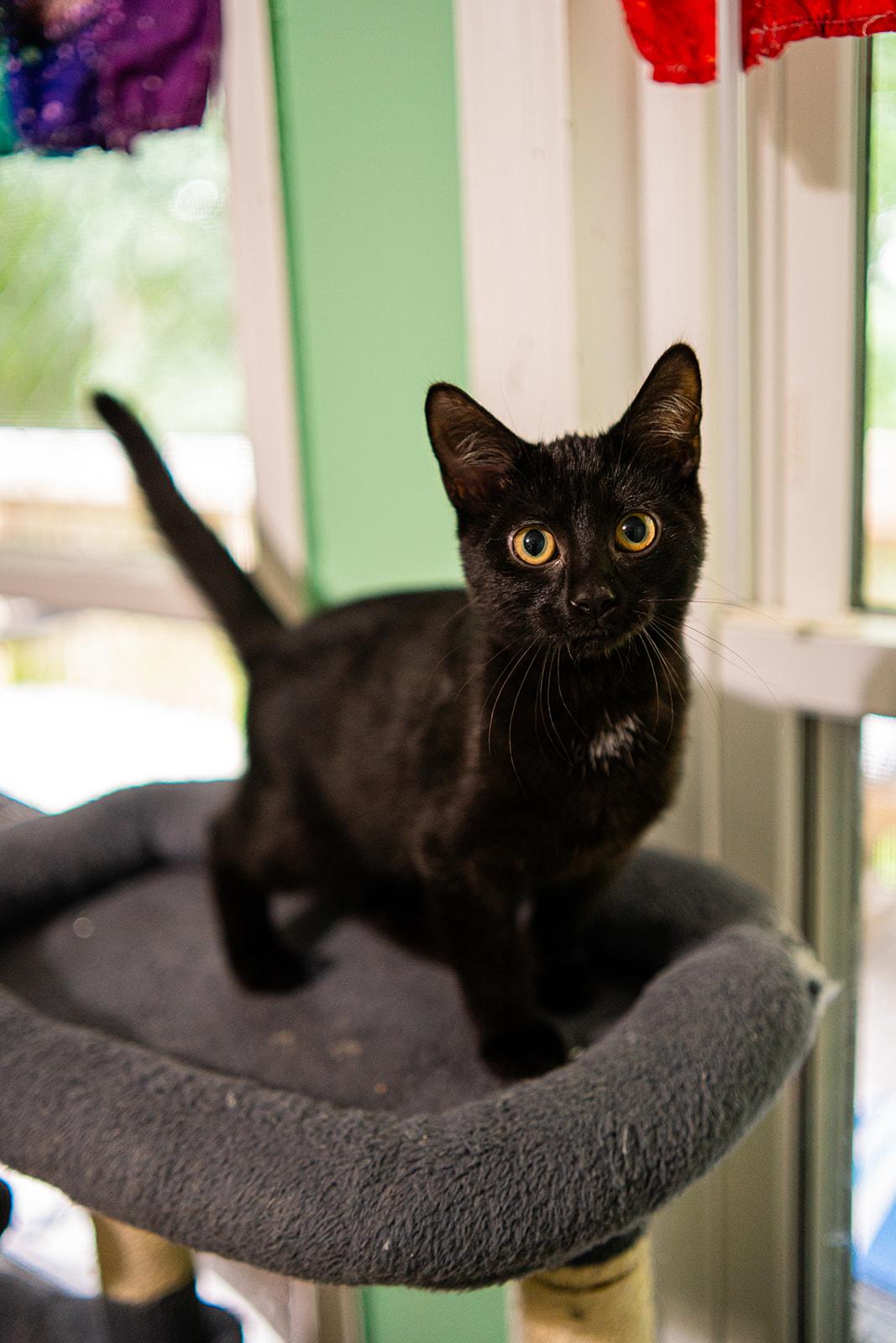 Enlarge Marvin, an adopted Domestic Short Hair in Dellslow, WV image 6/6