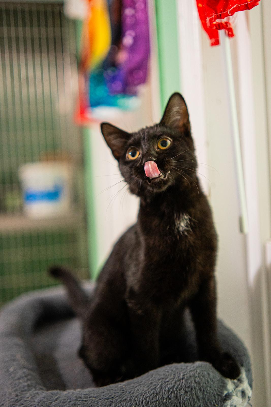 Enlarge Marvin, an adopted Domestic Short Hair in Dellslow, WV image 2/6