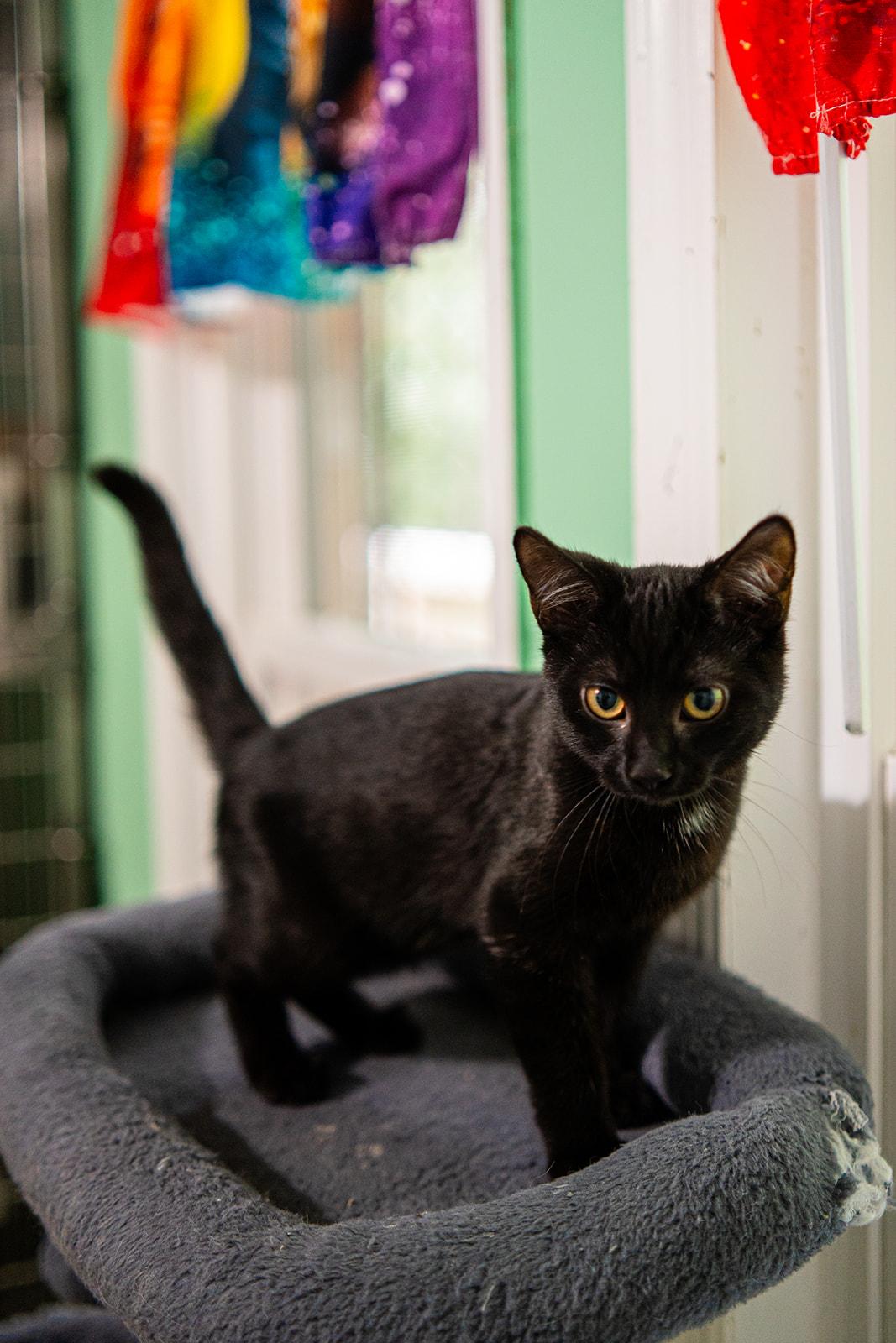 Marvin, adopted, Kitten Male Domestic Short Hair.
