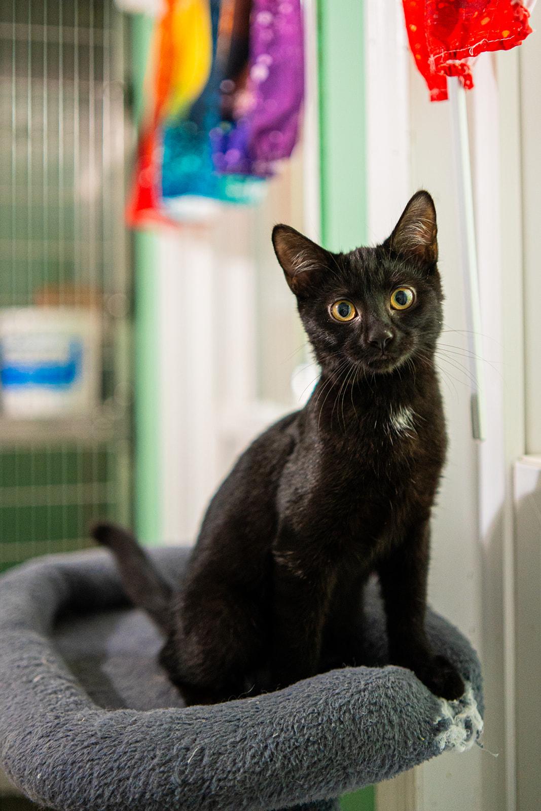 Enlarge Marvin, an adopted Domestic Short Hair in Dellslow, WV image 3/6