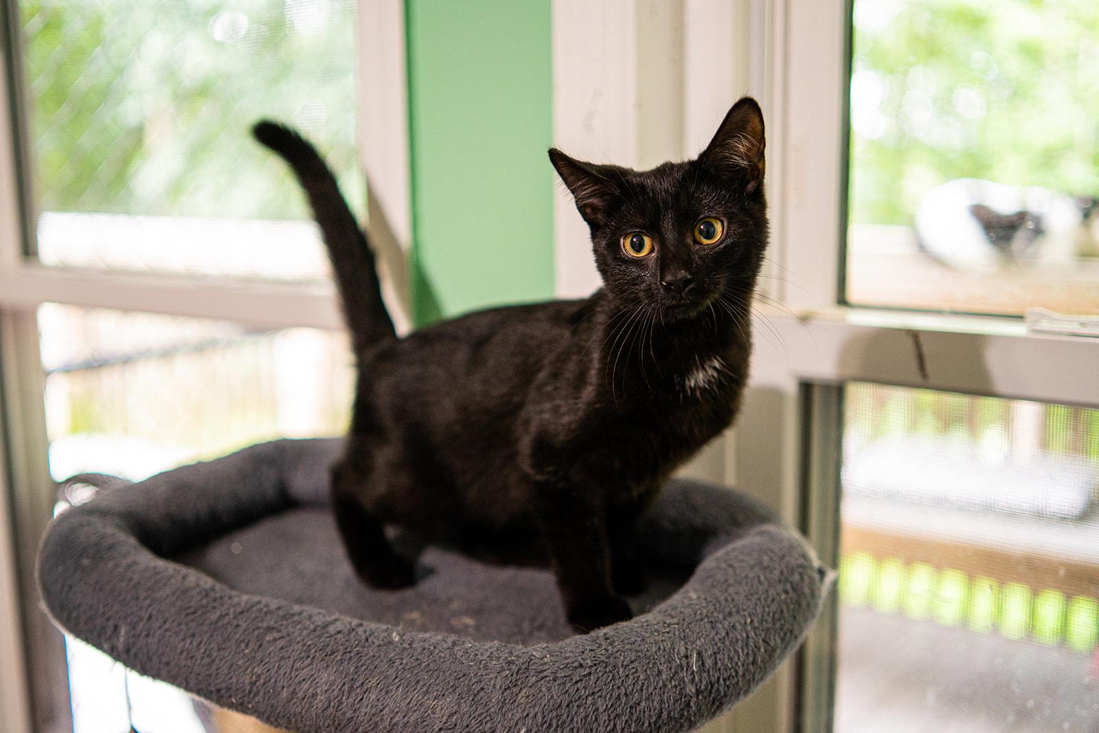 Enlarge Marvin, an adopted Domestic Short Hair in Dellslow, WV image 5/6