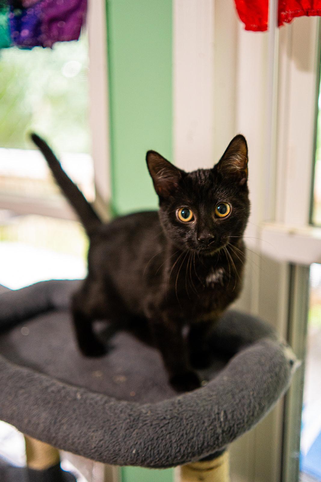 Enlarge Marvin, an adopted Domestic Short Hair in Dellslow, WV image 4/6