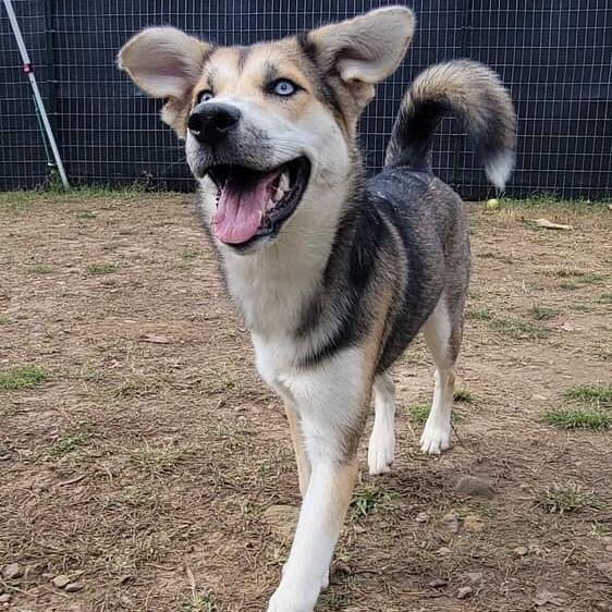 Enlarge Nollie, a Adoptable mixed breed in Huntsville, AL image 3/3