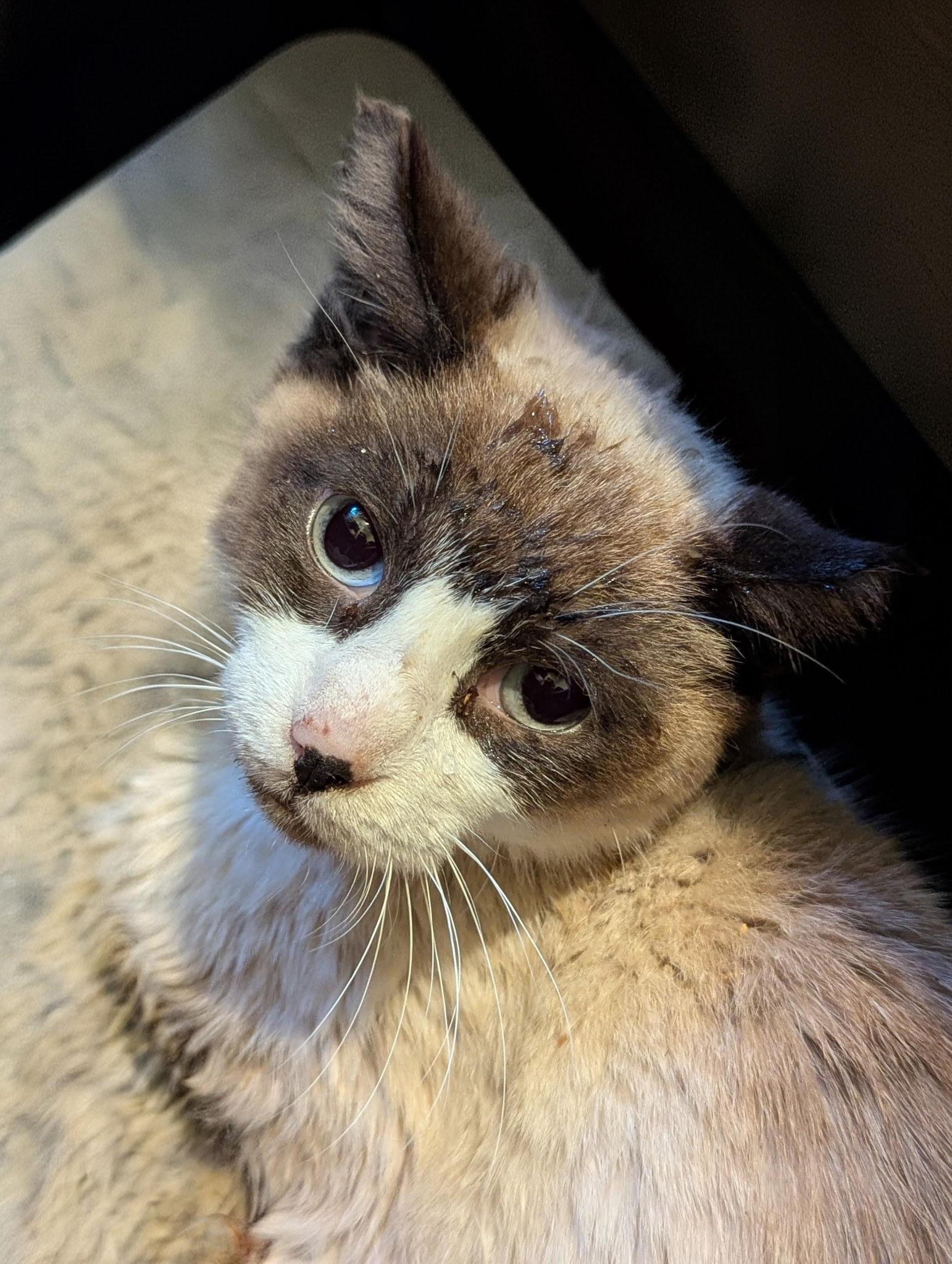 Gaeko, Adoptable, Adult Male Siamese.