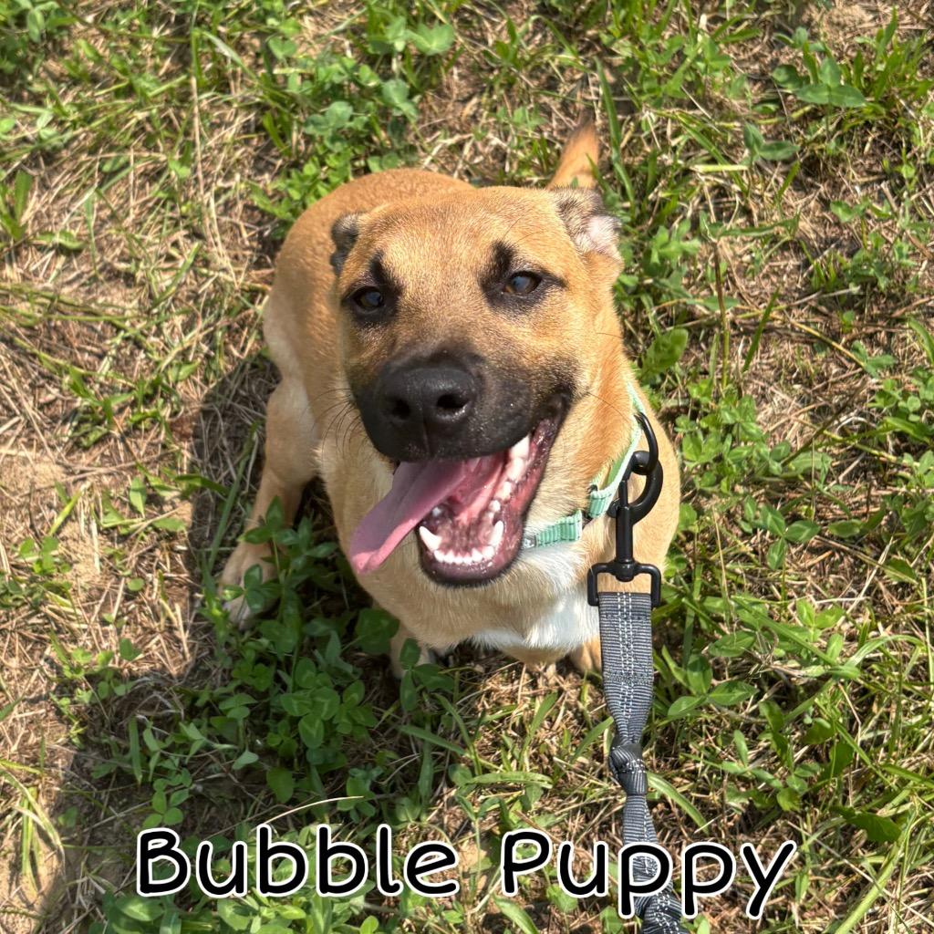 Bubble Puppy, Adoptable, Puppy Male Shepherd & Mixed Breed.