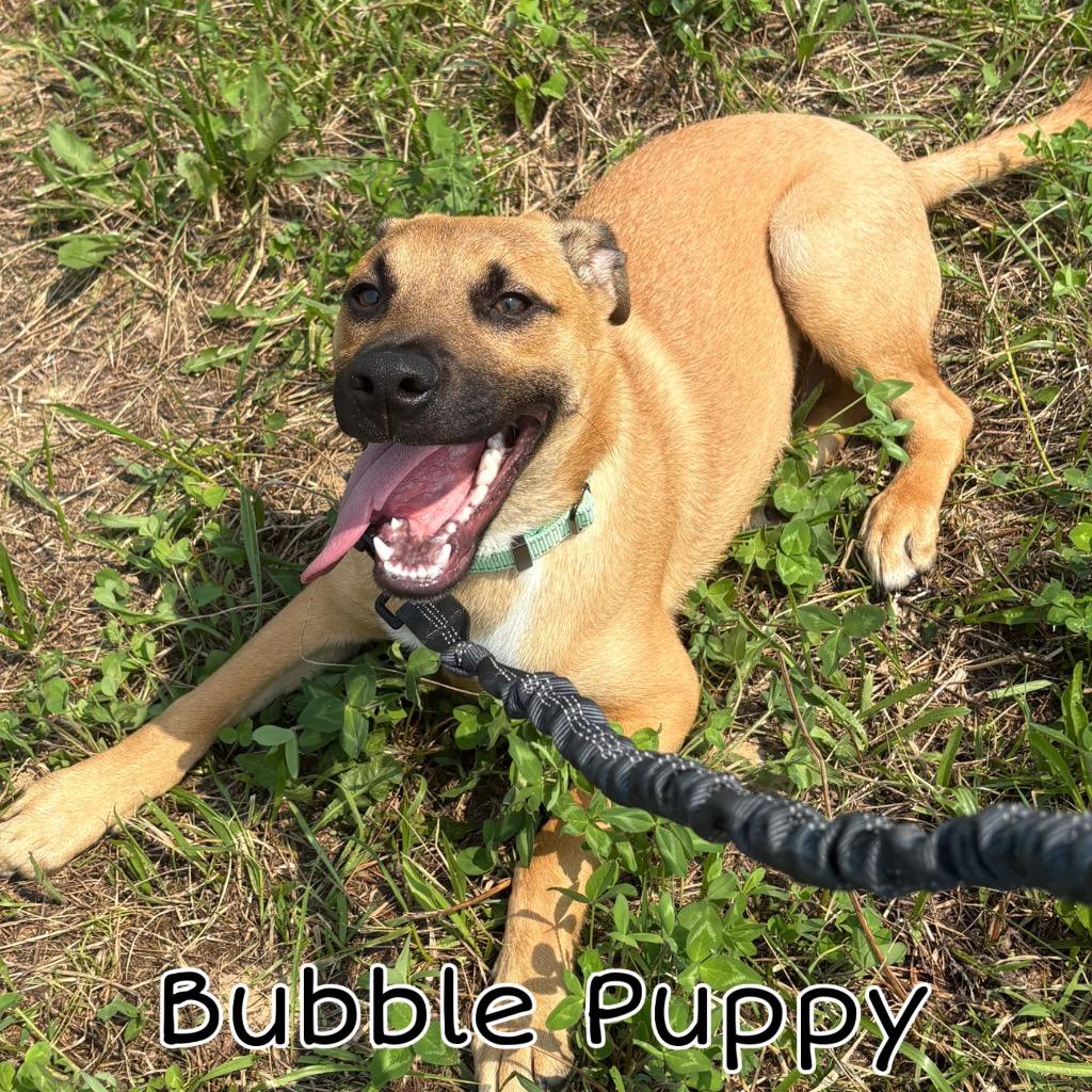 Bubble Puppy, a Adoptable mixed breed in Hillsboro, OH image 2/3