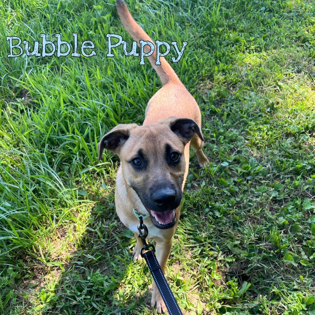 Bubble Puppy, a Adoptable mixed breed in Hillsboro, OH image 3/3