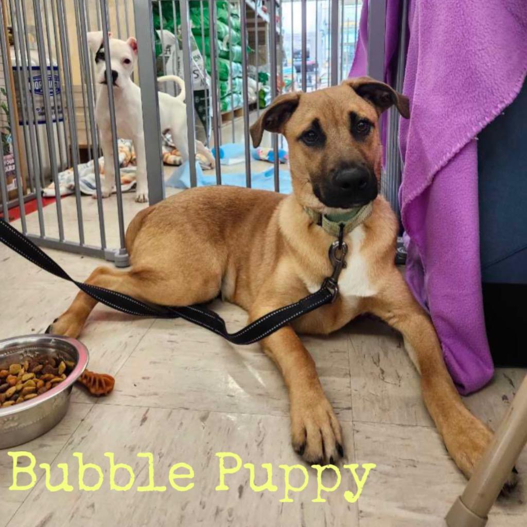 Enlarge Bubble Puppy, a Adoptable mixed breed in Hillsboro, OH image 4/4