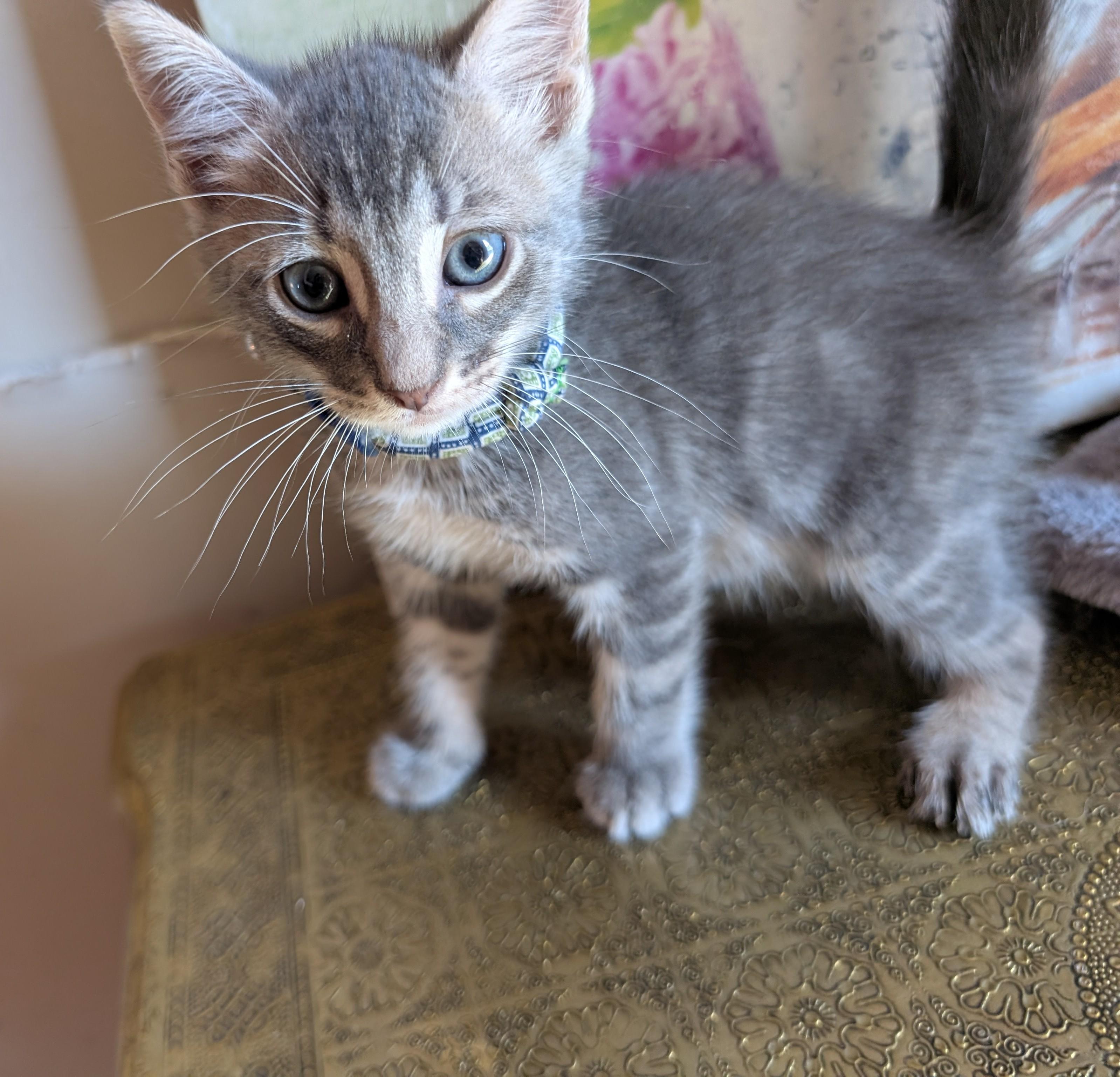 Enlarge Pompo, a Adopted Domestic Short Hair in Bayonne, NJ image 3/6