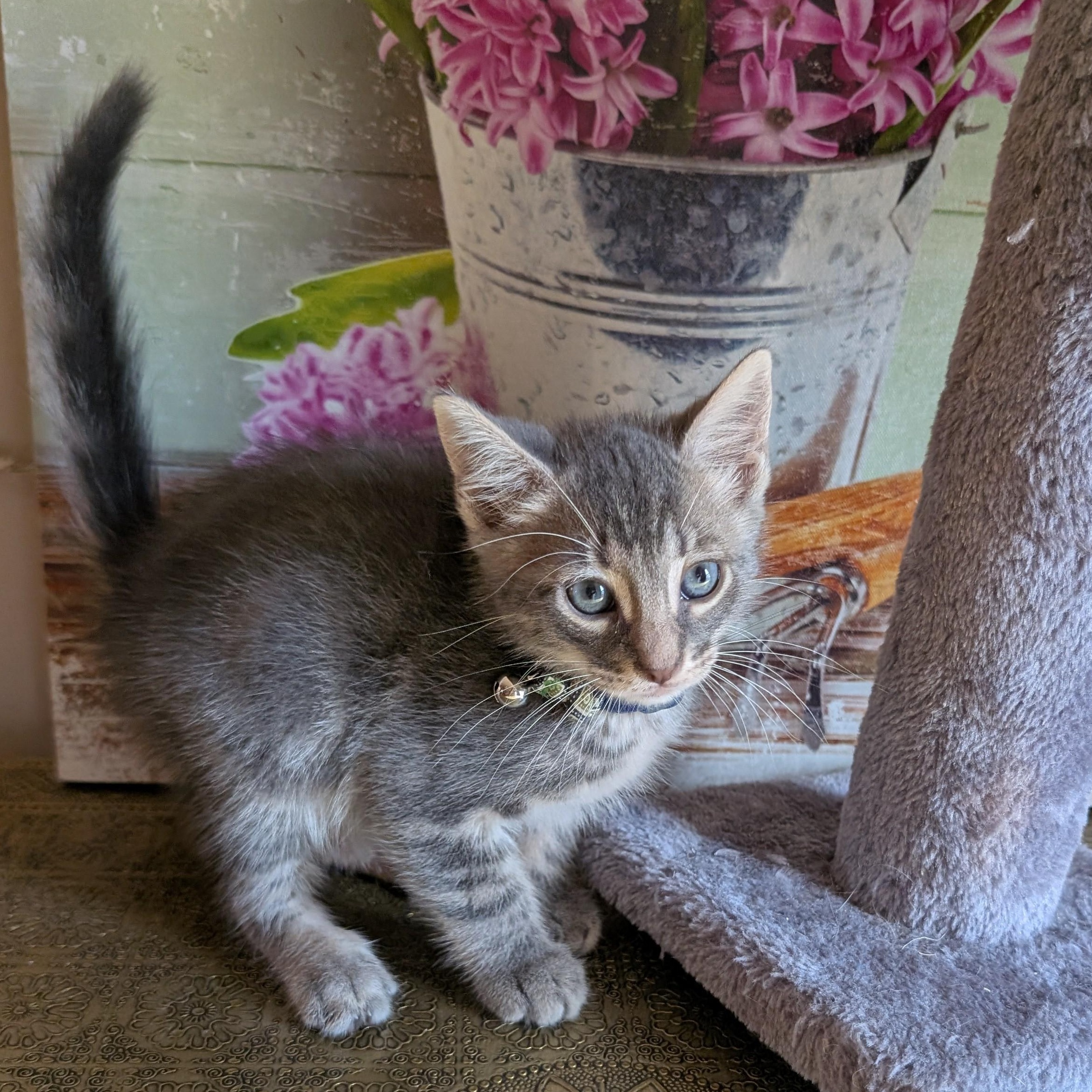 Pompo, Adopted, Kitten Male Domestic Short Hair.