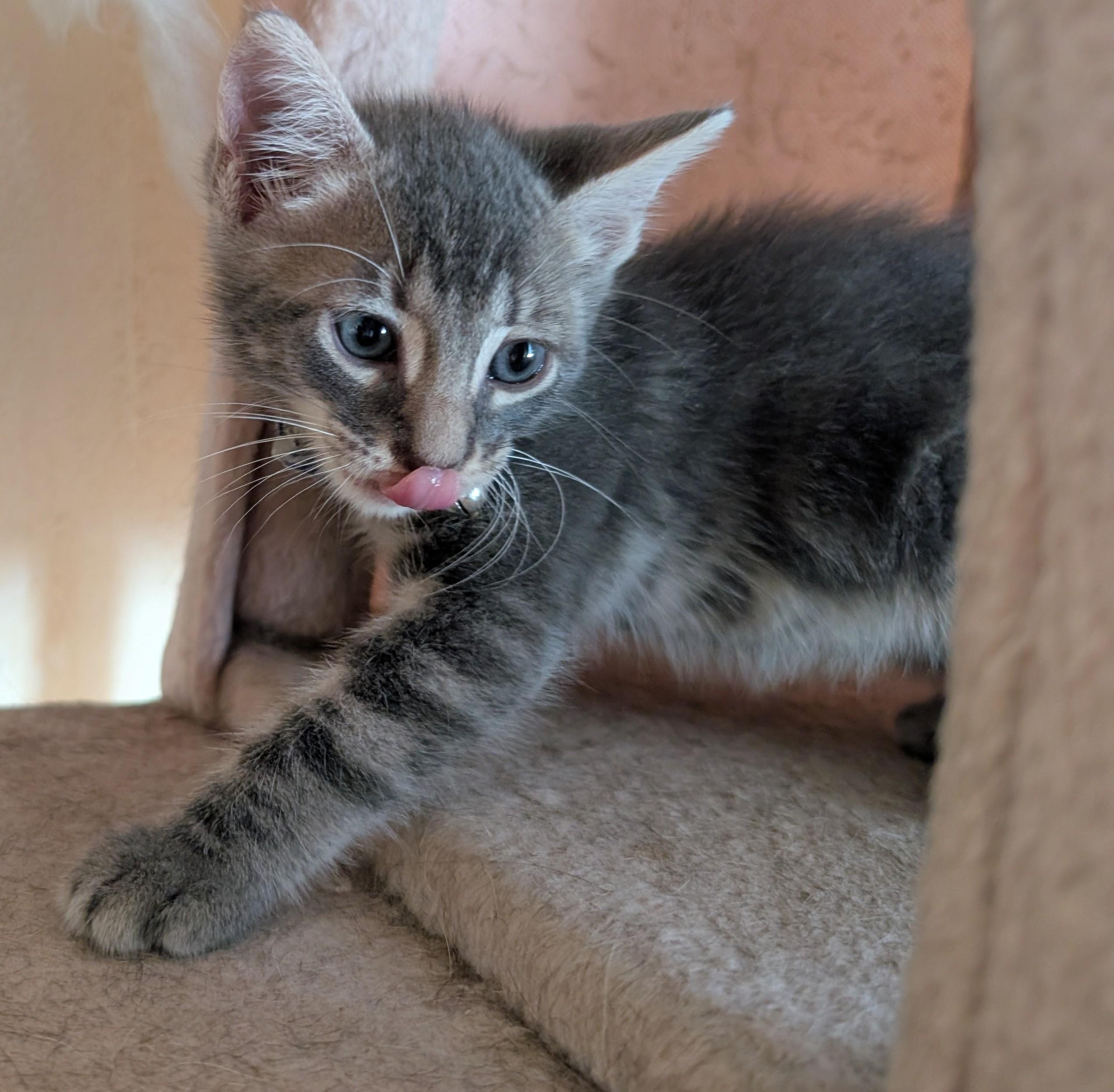 Enlarge Pompo, a Adopted Domestic Short Hair in Bayonne, NJ image 4/6