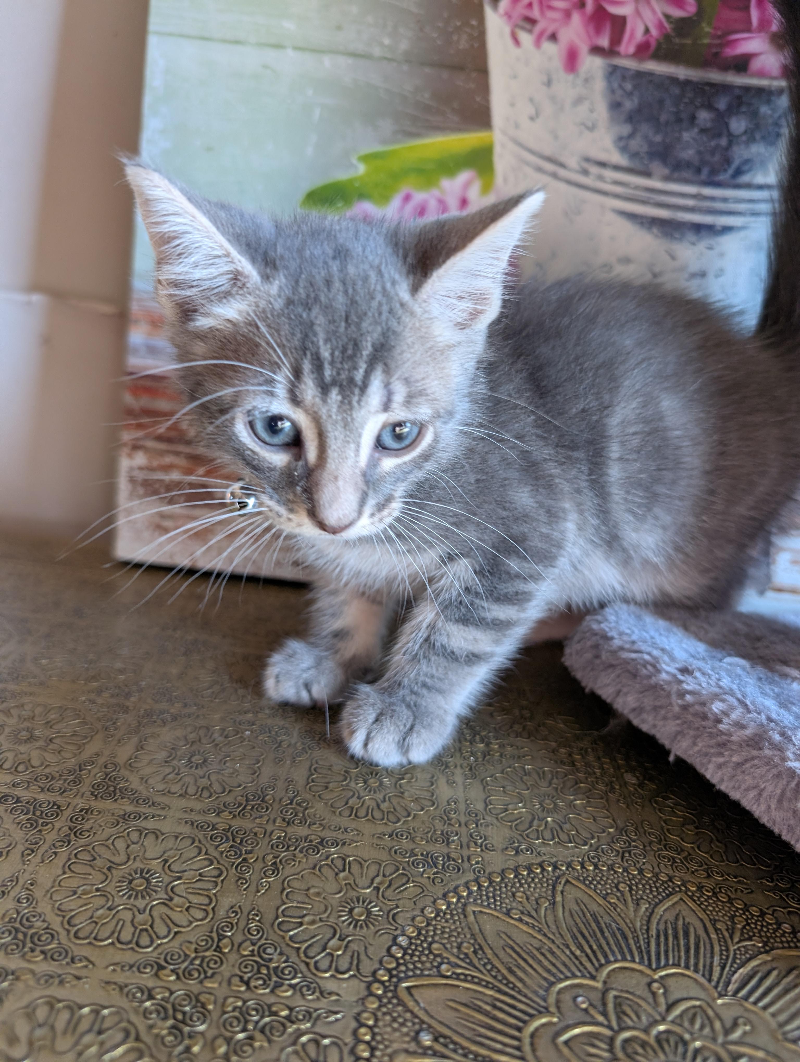 Enlarge Pompo, a Adopted Domestic Short Hair in Bayonne, NJ image 5/6