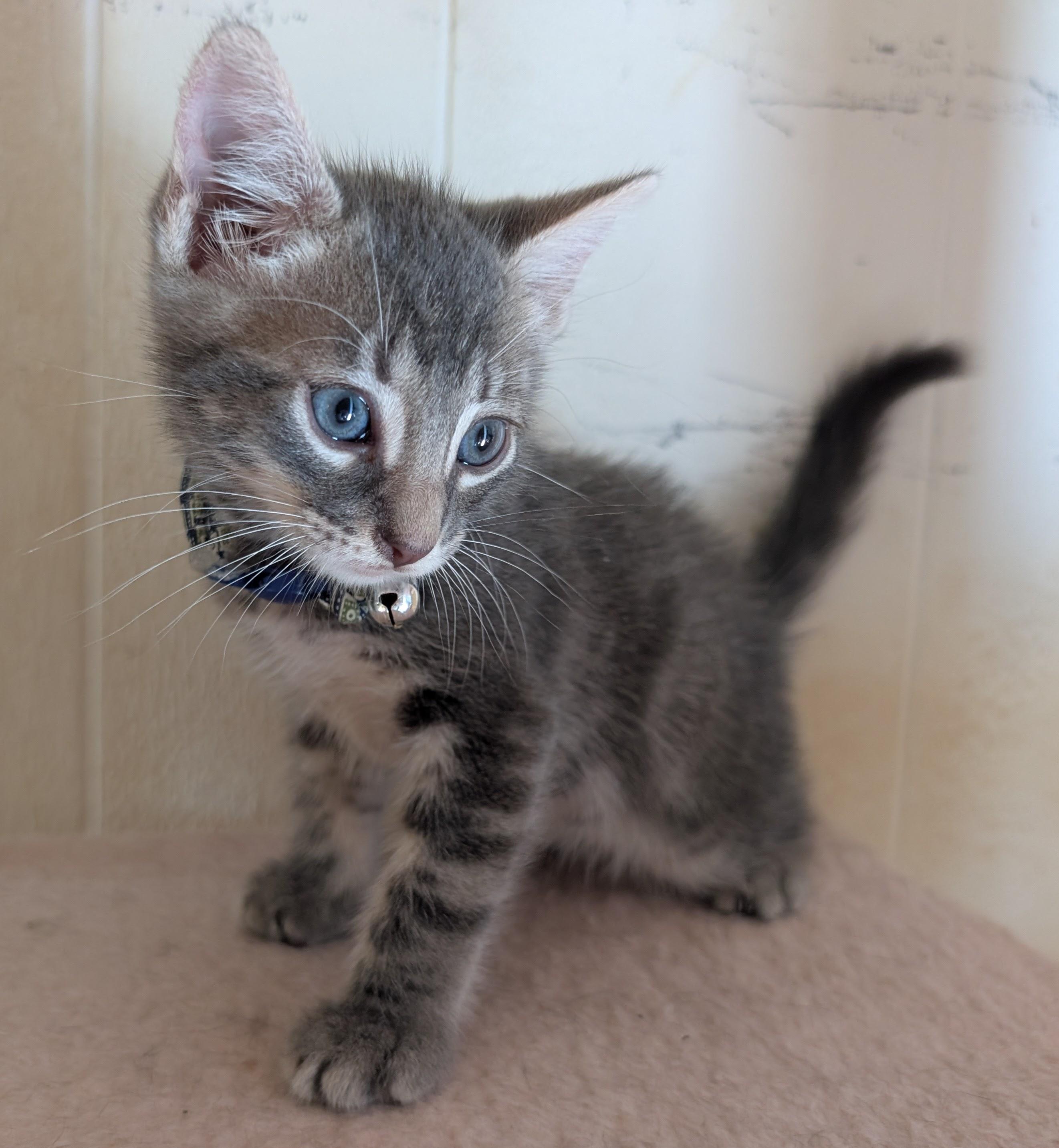Enlarge Pompo, a Adopted Domestic Short Hair in Bayonne, NJ image 2/6