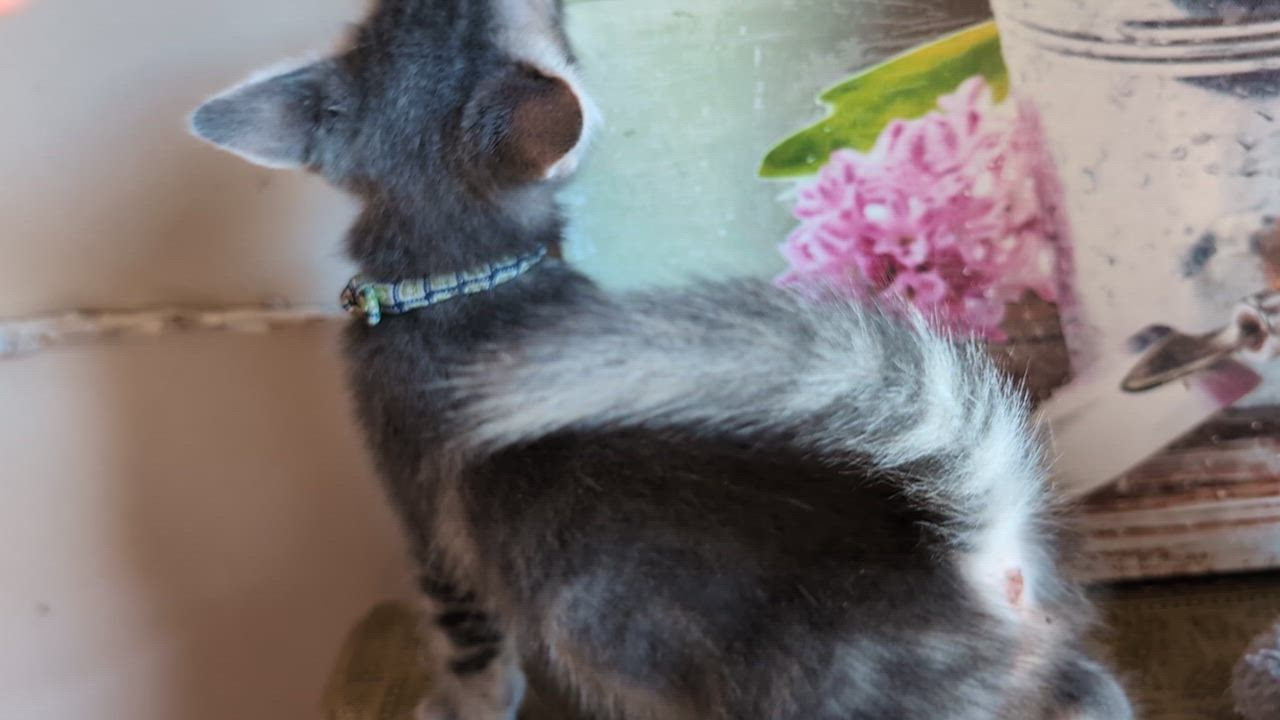 Enlarge Pompo, a Adopted Domestic Short Hair in Bayonne, NJ video 6/6