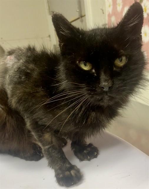 MILDRED, Adoptable, Adult Female Domestic Short Hair.