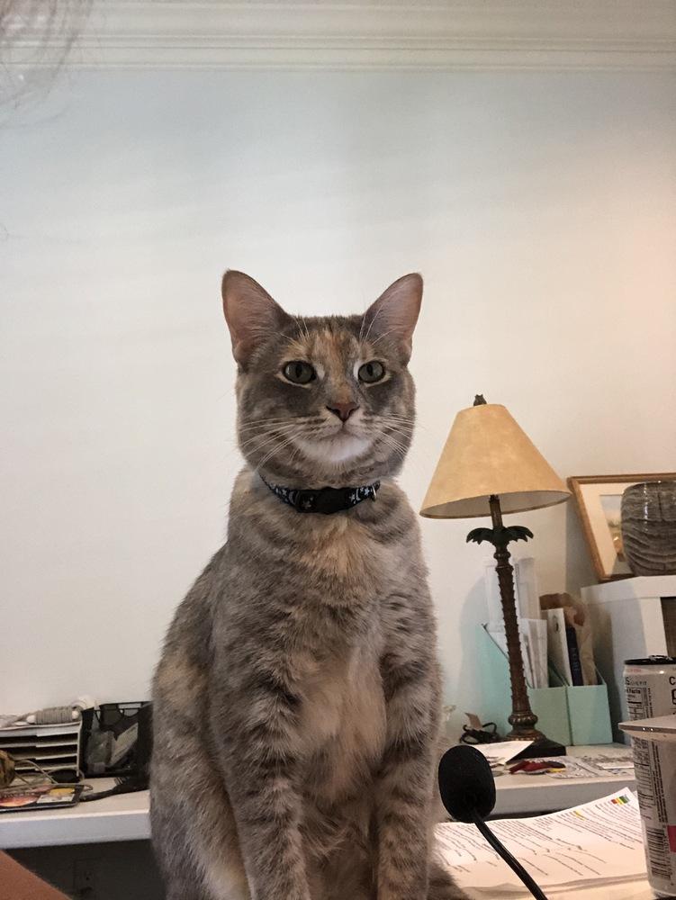 Bella Luna, Adoptable, Adult Female Tabby & Calico.