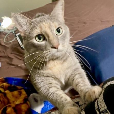 Bella Luna, a Adoptable mixed breed in Saint Augustine, FL image 2/6