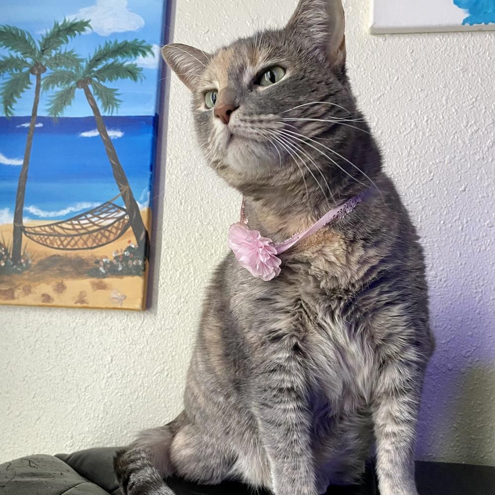 Bella Luna, a Adoptable mixed breed in Saint Augustine, FL image 3/6