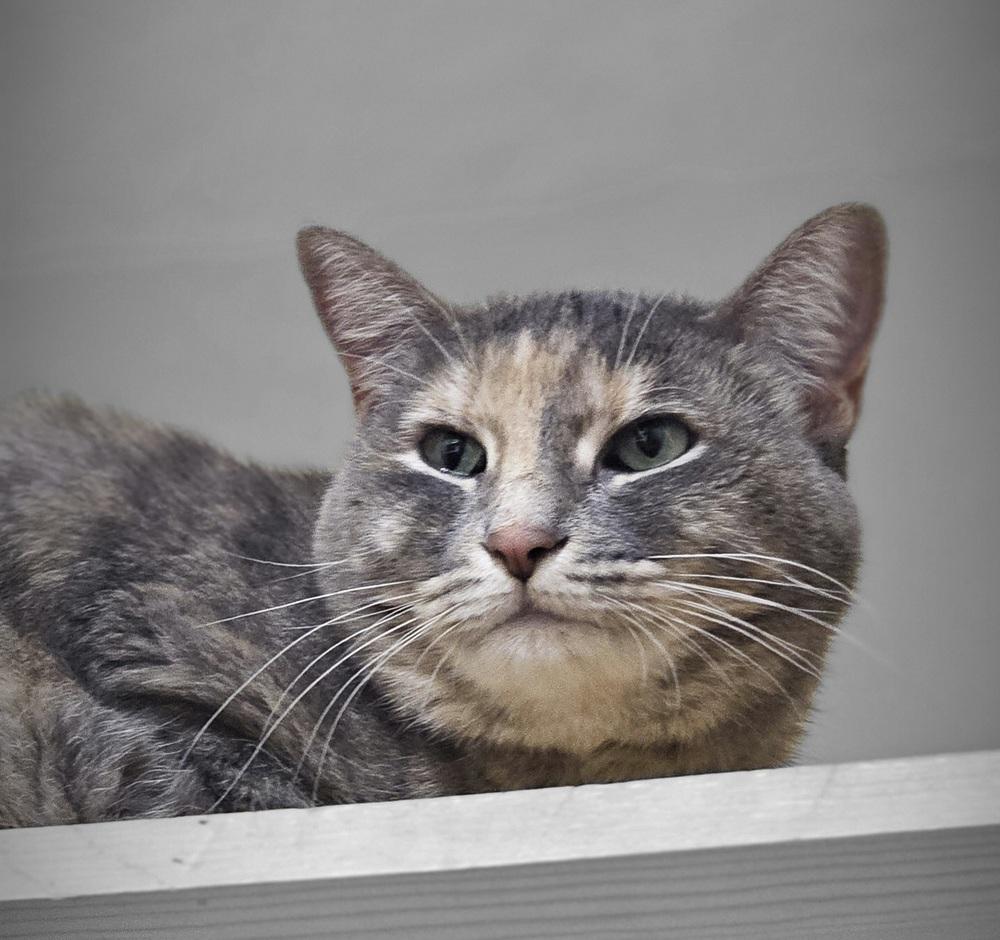 Bella Luna, a Adoptable mixed breed in Saint Augustine, FL image 4/6