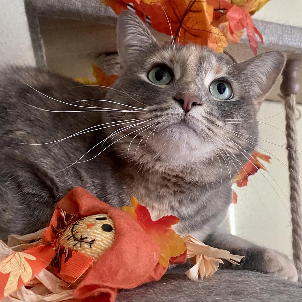 Bella Luna, a Adoptable mixed breed in Saint Augustine, FL image 5/6