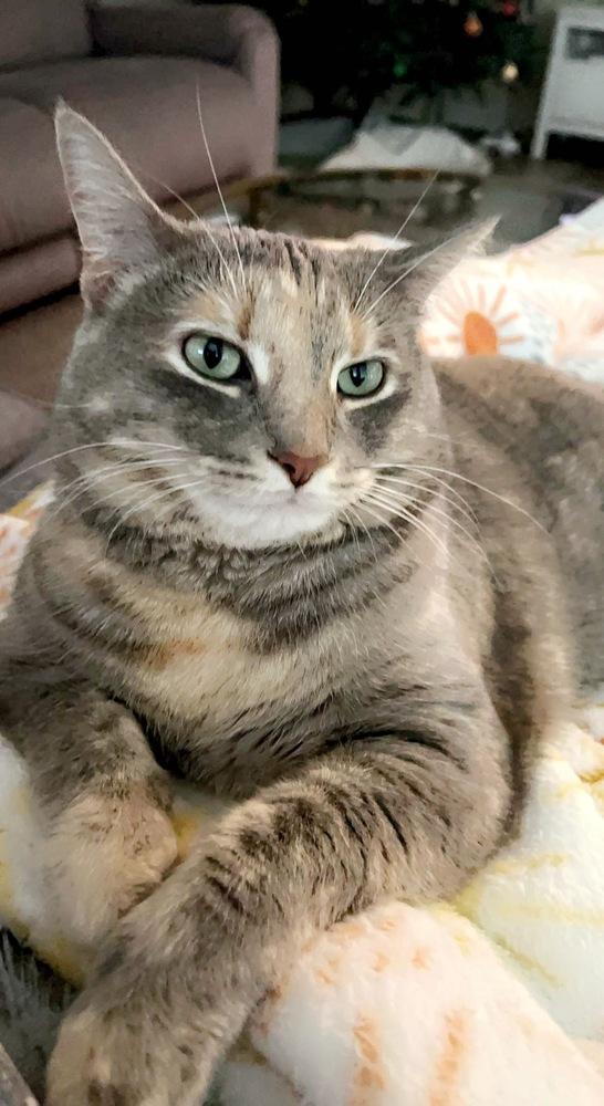 Bella Luna, a Adoptable mixed breed in Saint Augustine, FL image 6/6