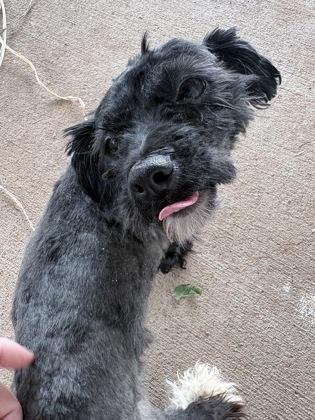 Cheeze Tax, Adoptable, Adult Female Mixed Breed & Mixed Breed.