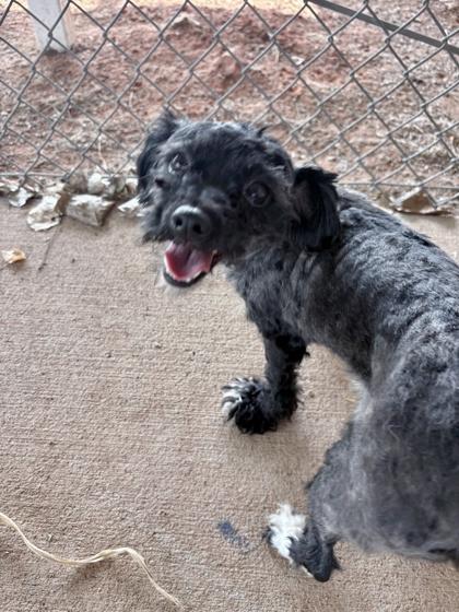 Cheeze Tax, a Adoptable mixed breed in Oklahoma City, OK image 2/2