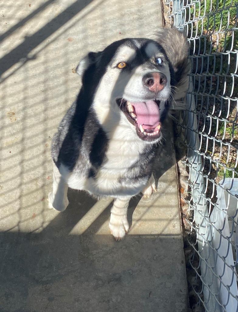 Skye, Adopted, Adult Female Husky.