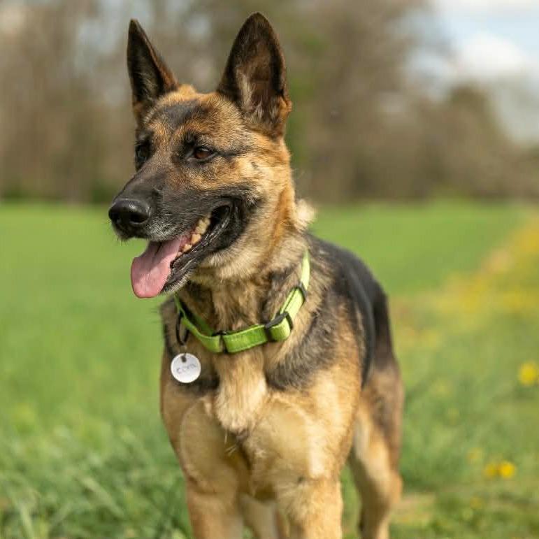 Enlarge Cora (26-163), a Adoptable German Shepherd Dog in New Ringgold, PA image 1/6