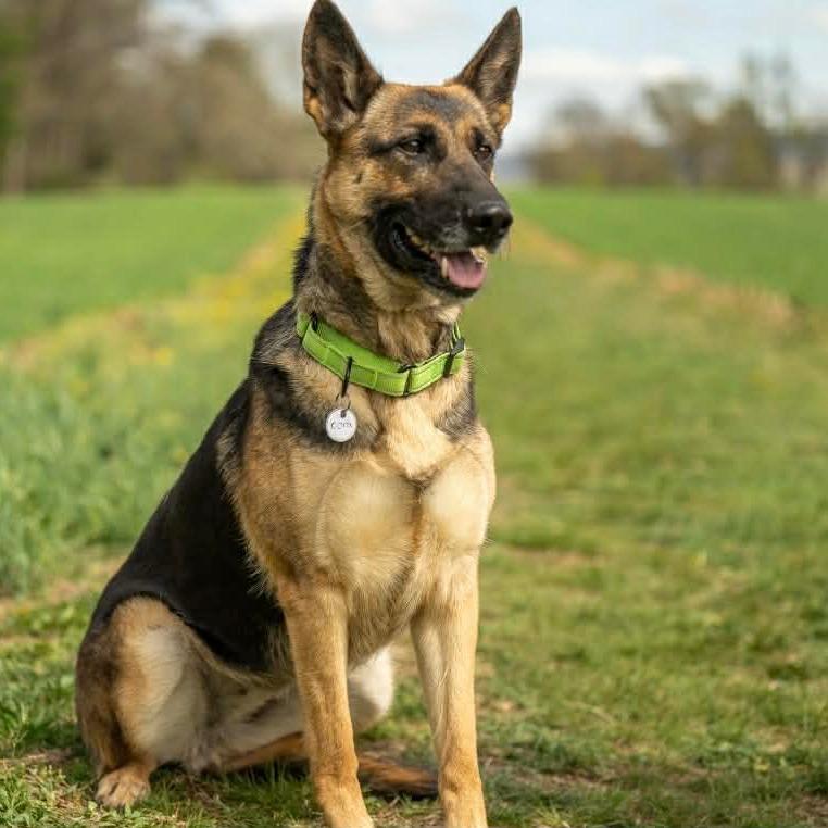 Cora (26-163), Adoptable, Adult Female German Shepherd Dog.