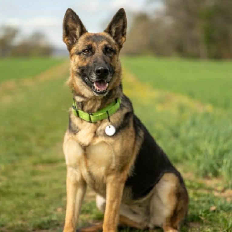 Enlarge Cora (26-163), a Adoptable German Shepherd Dog in New Ringgold, PA image 2/6