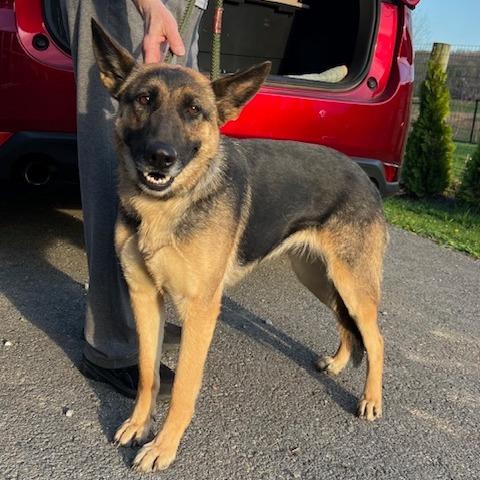 Enlarge Cora (26-163), a Adoptable German Shepherd Dog in New Ringgold, PA image 4/6