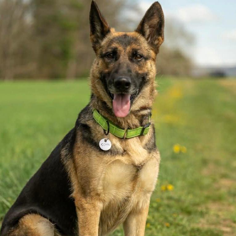 Enlarge Cora (26-163), a Adoptable German Shepherd Dog in New Ringgold, PA image 5/6