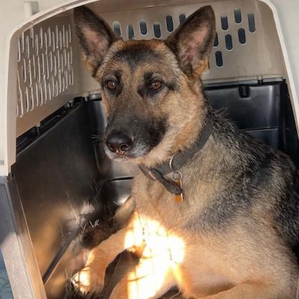 Enlarge Cora (26-163), a Adoptable German Shepherd Dog in New Ringgold, PA image 6/6