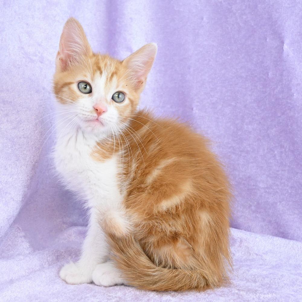 Cheddar, Adoptable, Kitten Male Domestic Short Hair.