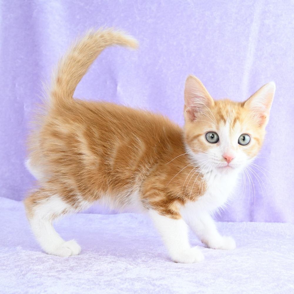 Enlarge Cheddar, a Adoptable Domestic Short Hair in Mobile, AL image 2/6