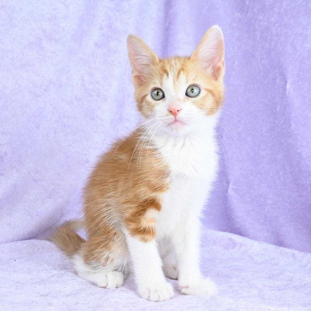 Enlarge Cheddar, a Adoptable Domestic Short Hair in Mobile, AL image 3/6