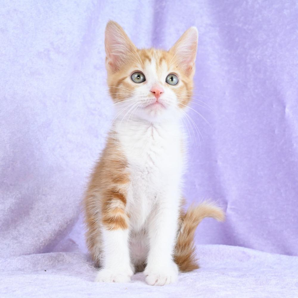 Enlarge Cheddar, a Adoptable Domestic Short Hair in Mobile, AL image 4/6