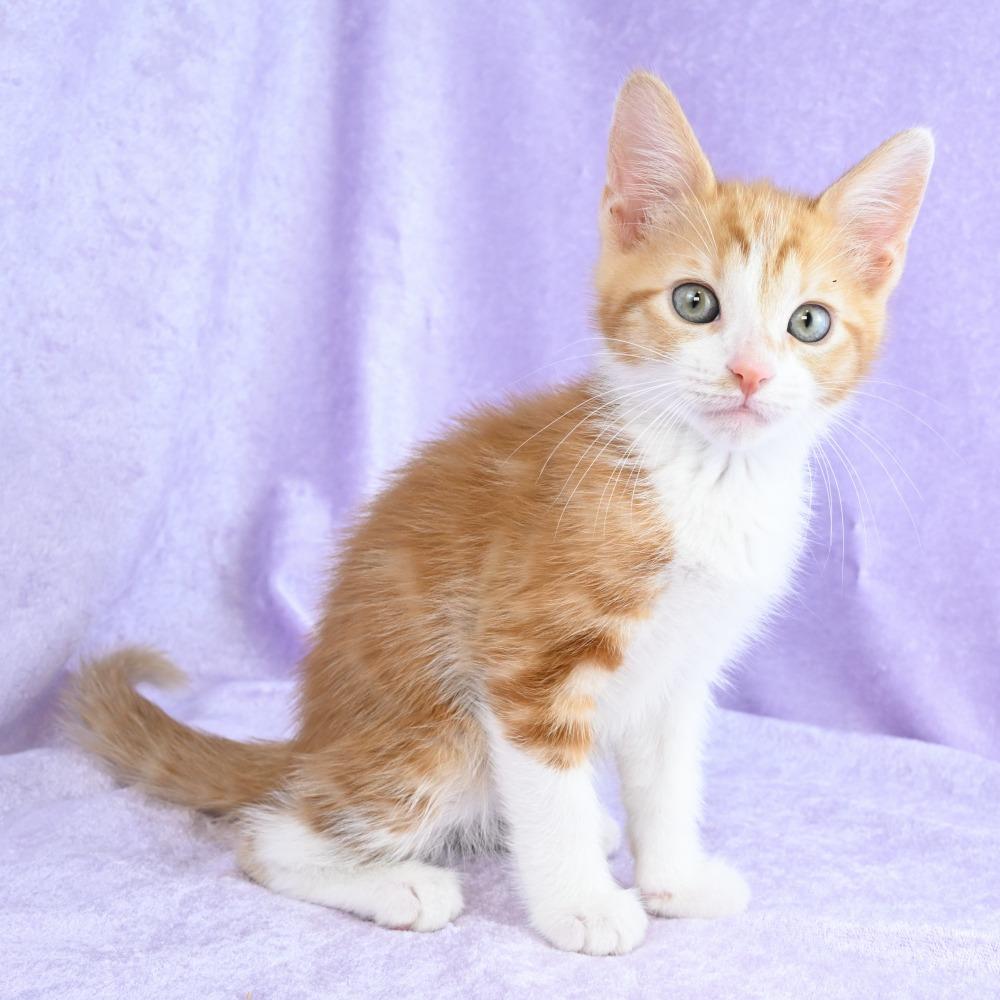Enlarge Cheddar, a Adoptable Domestic Short Hair in Mobile, AL image 5/6