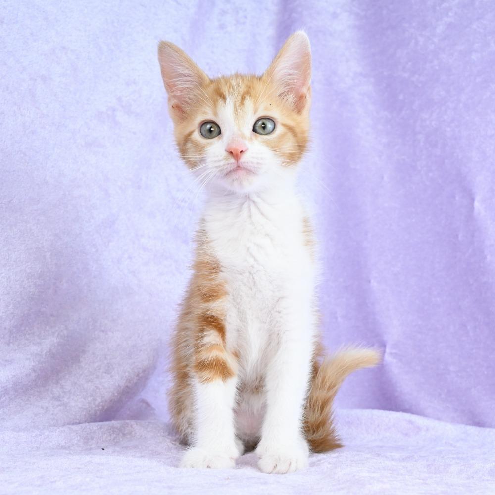 Enlarge Cheddar, a Adoptable Domestic Short Hair in Mobile, AL image 6/6