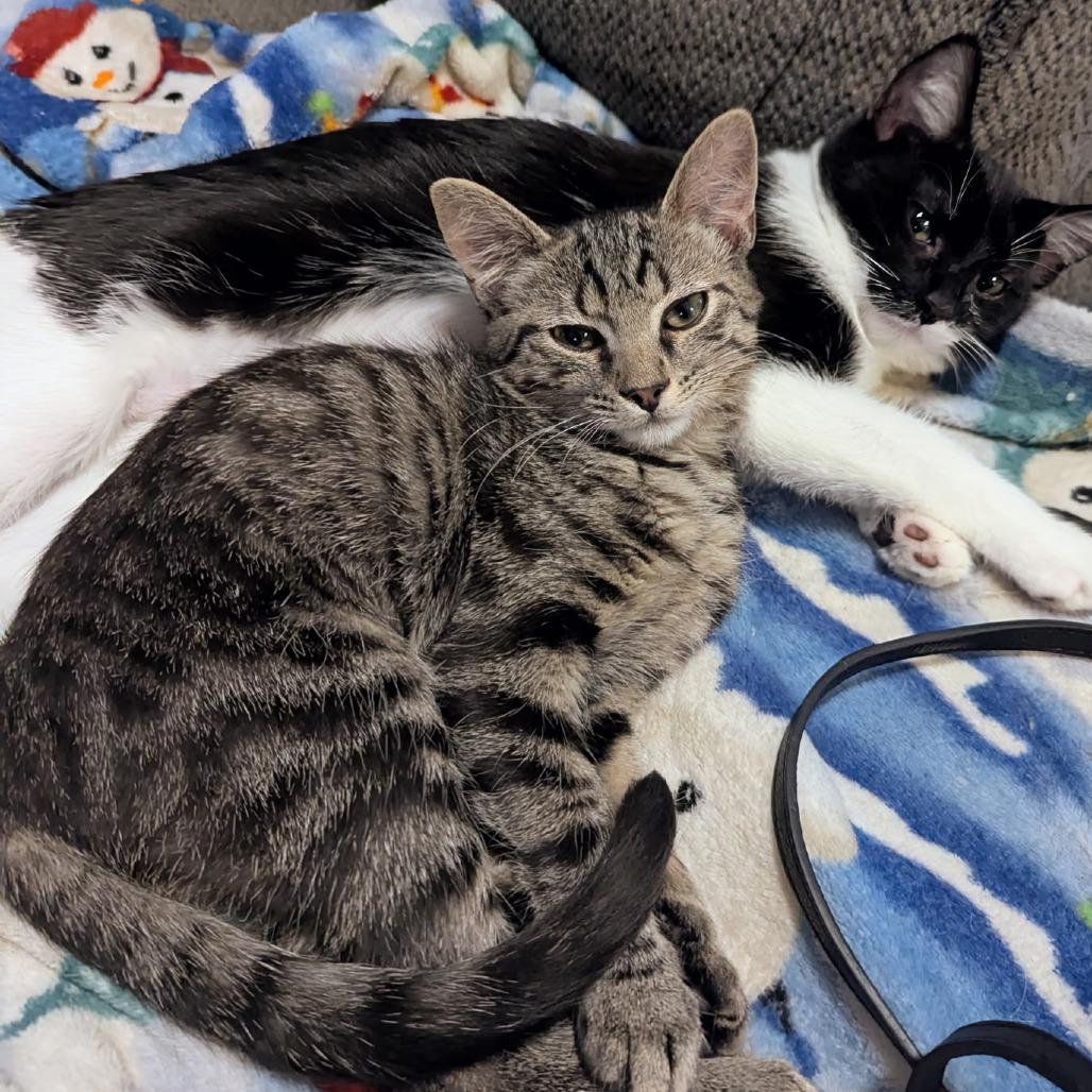 Enlarge Pipsqueak, a Adoptable Domestic Short Hair in Huntsville, AL image 1/1