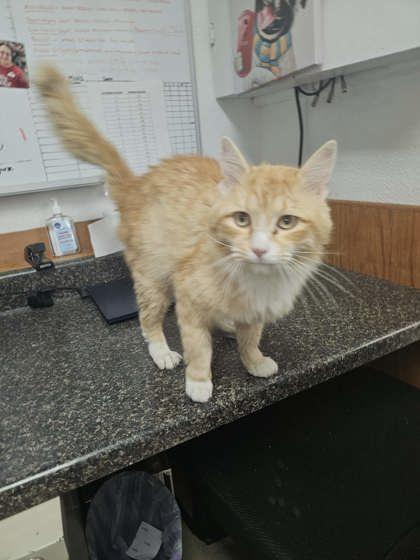 Rusty, Adoptable, Adult Male Domestic Long Hair.