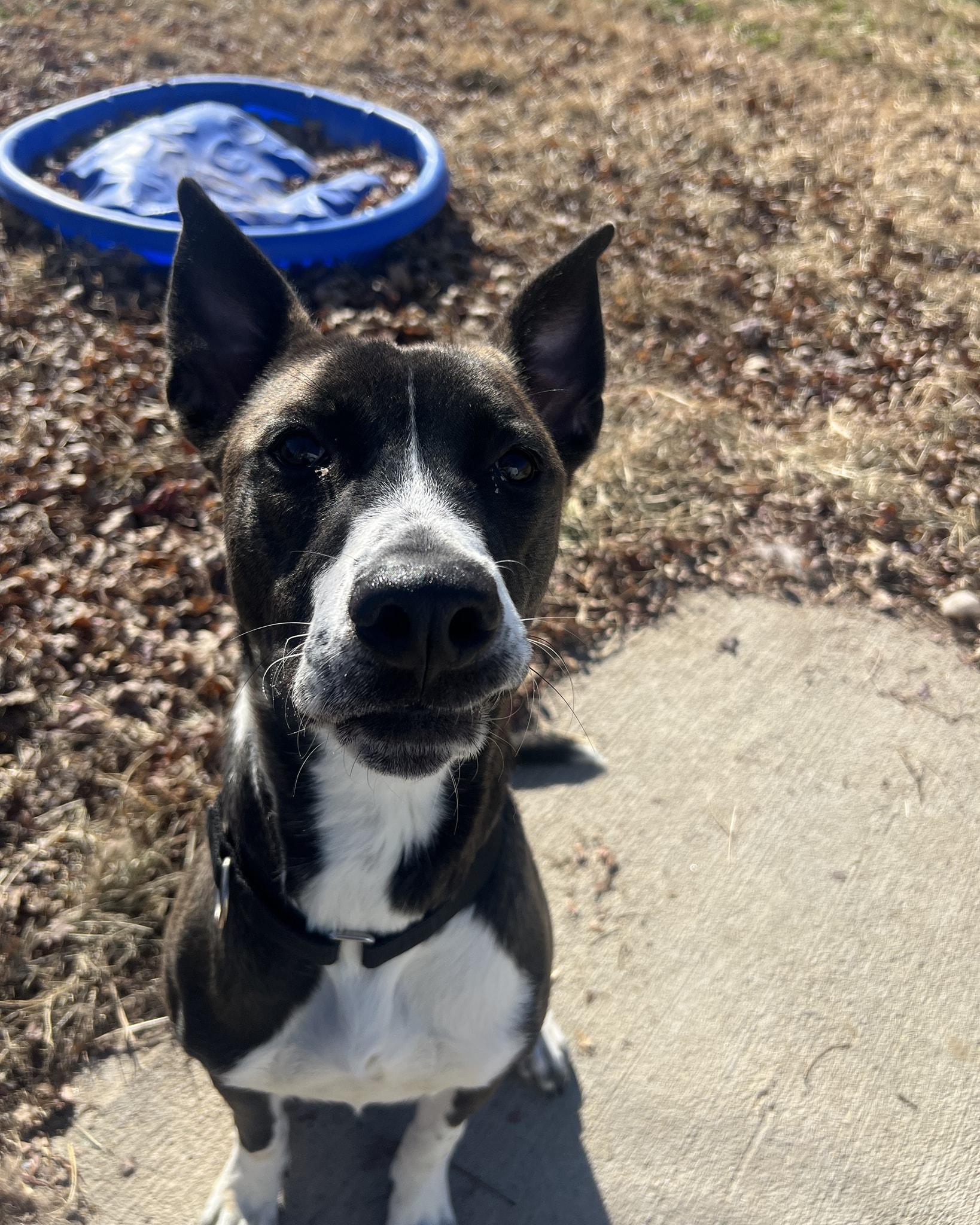 Maggie, Adoptable, Puppy Female Boxer.