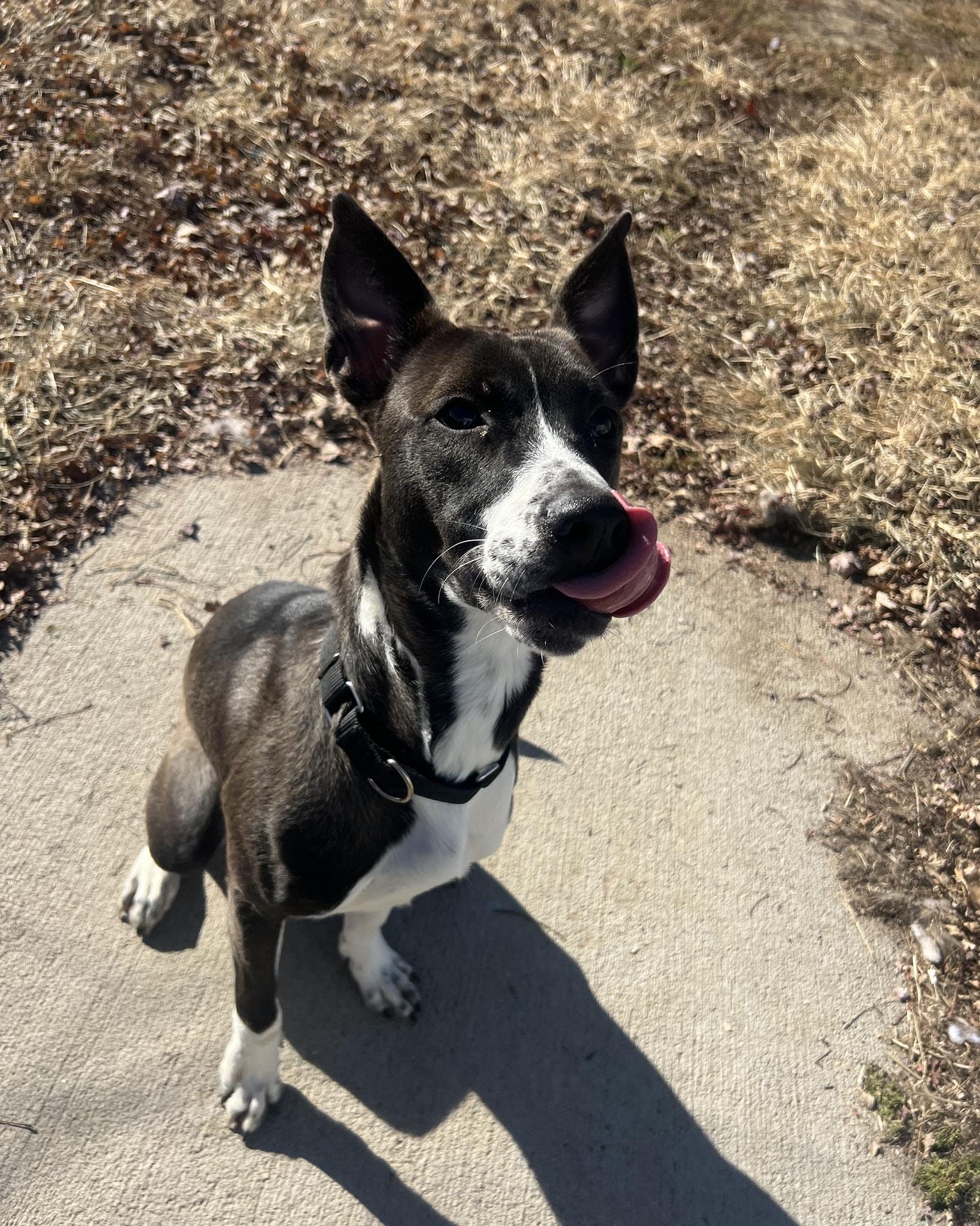 Maggie, a Adoptable mixed breed in Plattsmouth, NE image 2/6