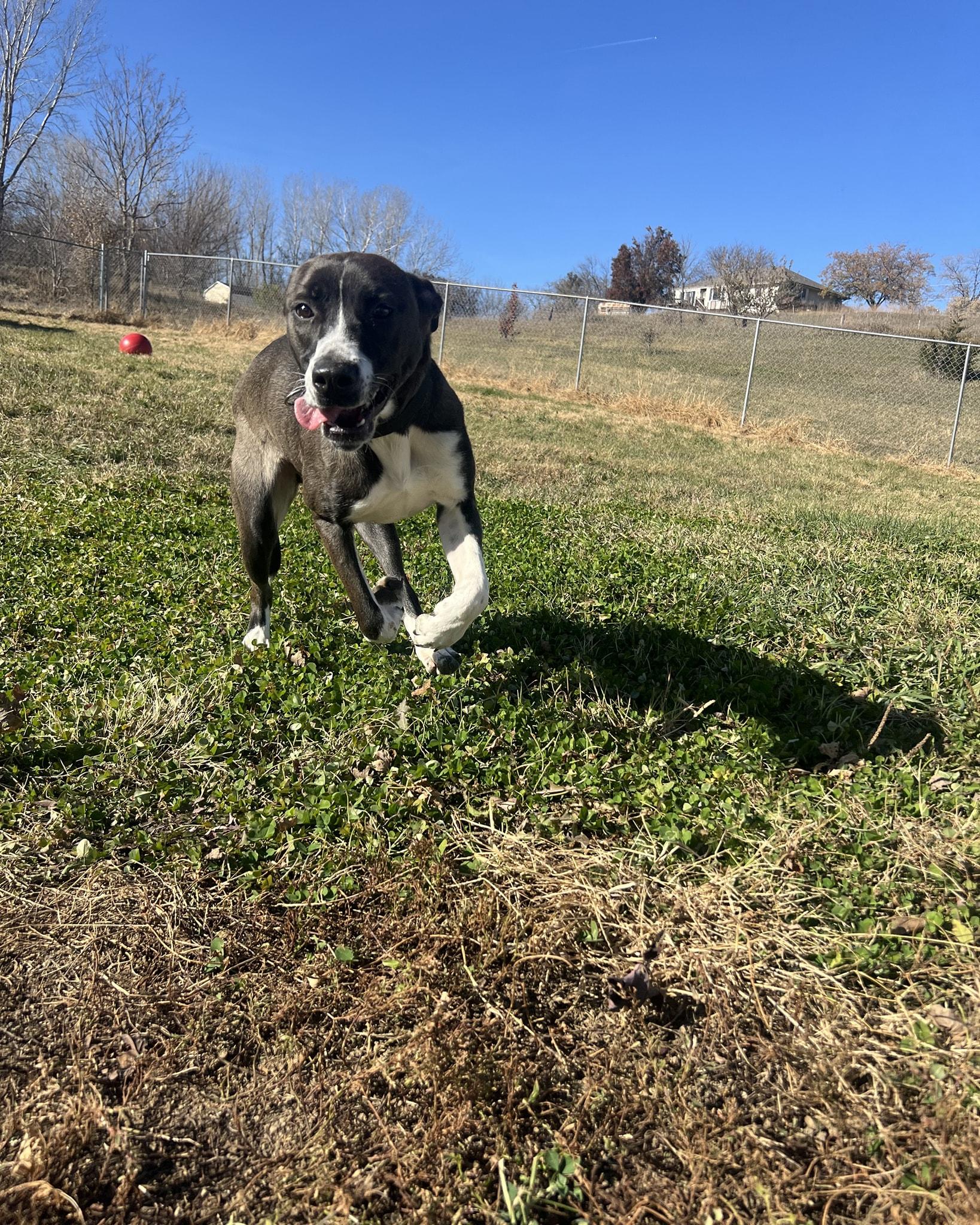 Maggie, a Adoptable mixed breed in Plattsmouth, NE image 3/6
