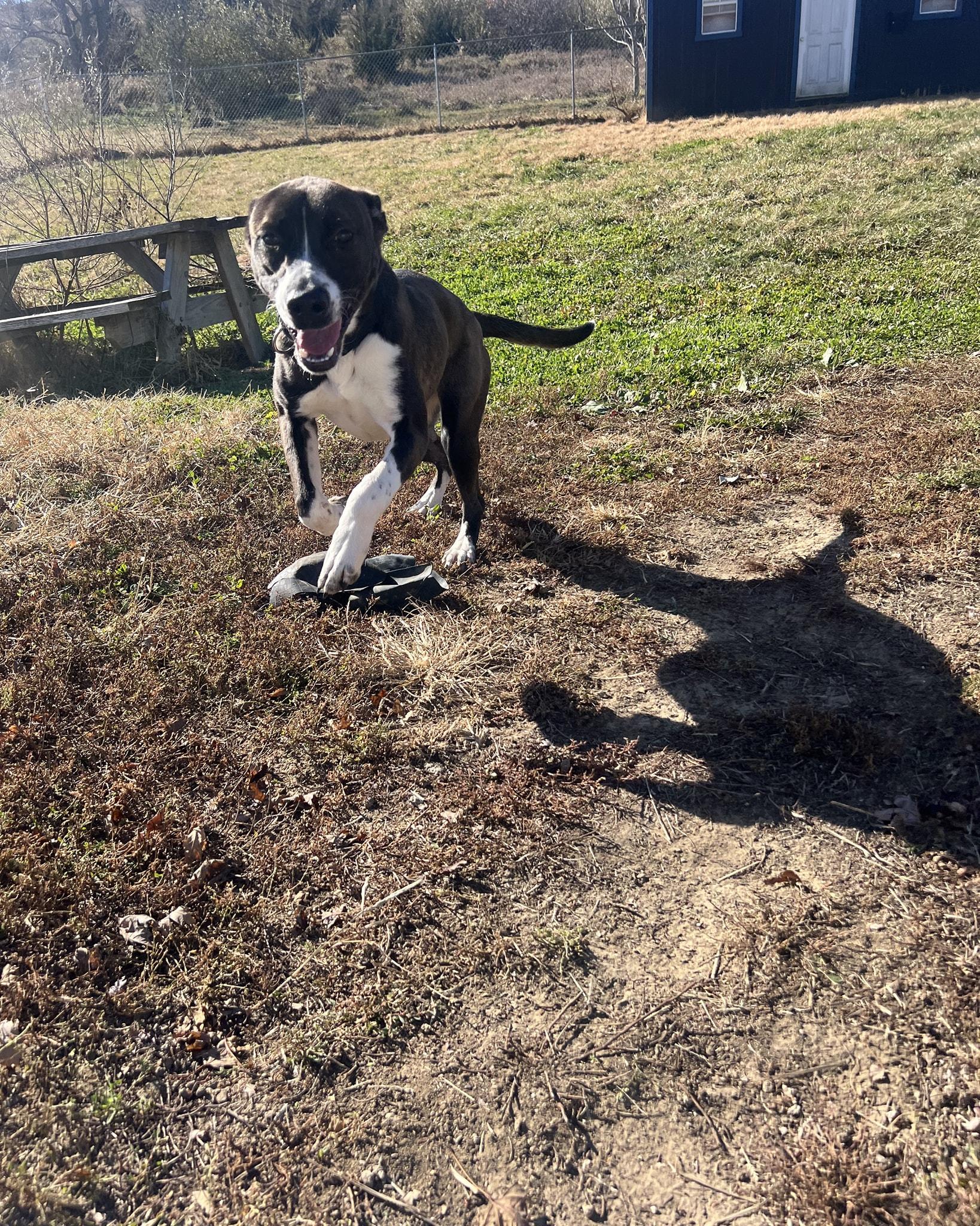 Maggie, a Adoptable mixed breed in Plattsmouth, NE image 4/6