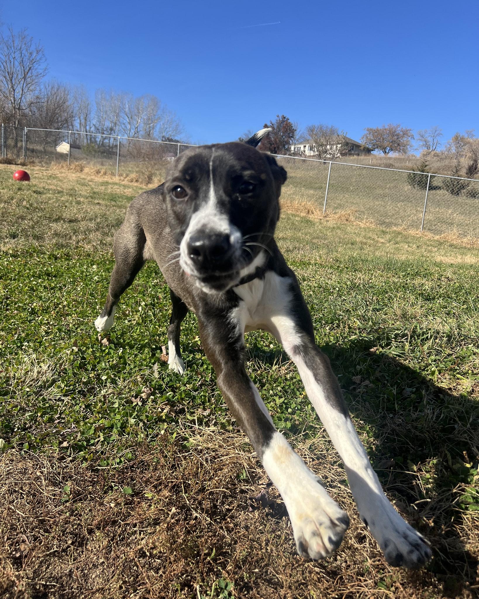 Maggie, a Adoptable mixed breed in Plattsmouth, NE image 5/6