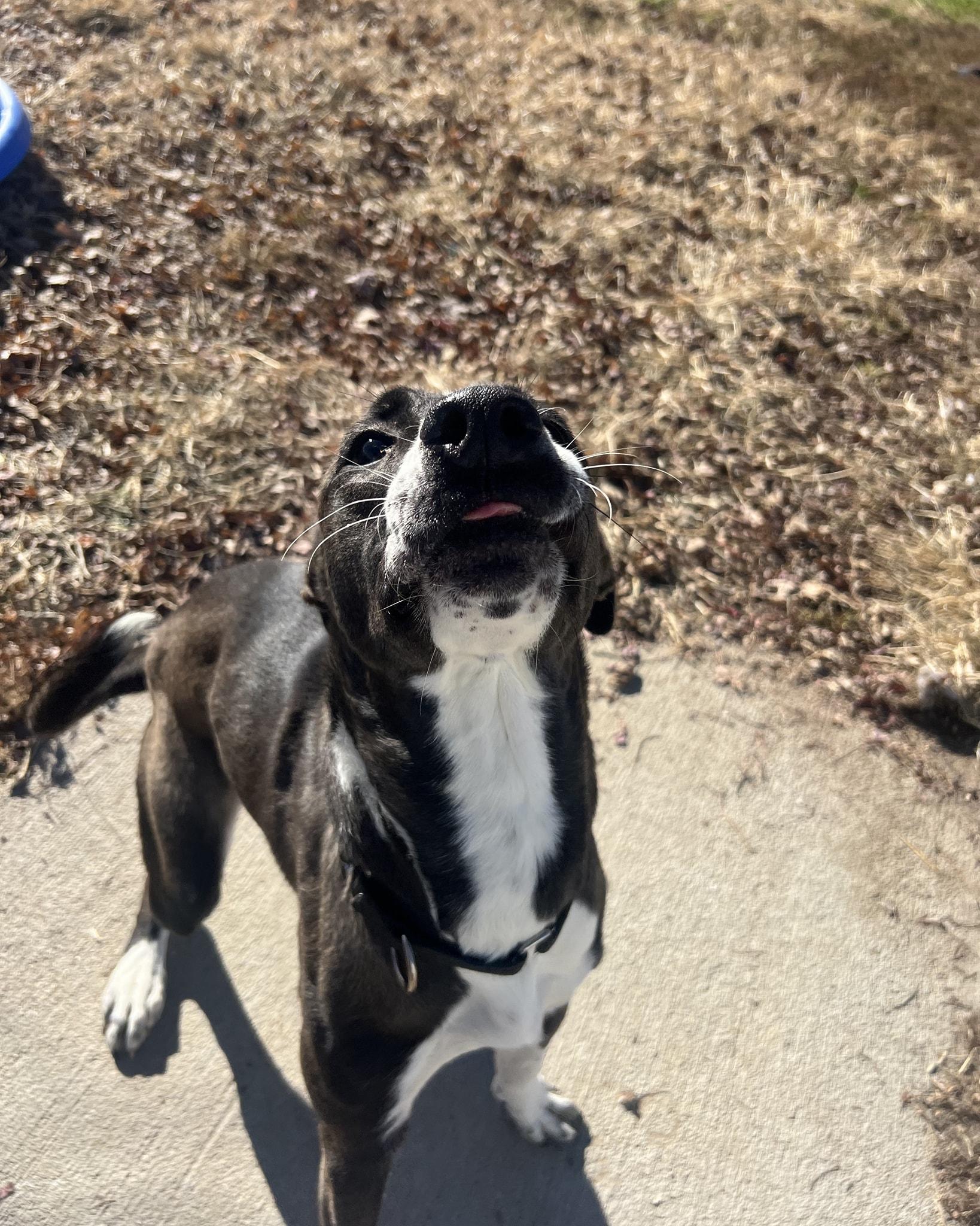 Maggie, a Adoptable mixed breed in Plattsmouth, NE image 6/6